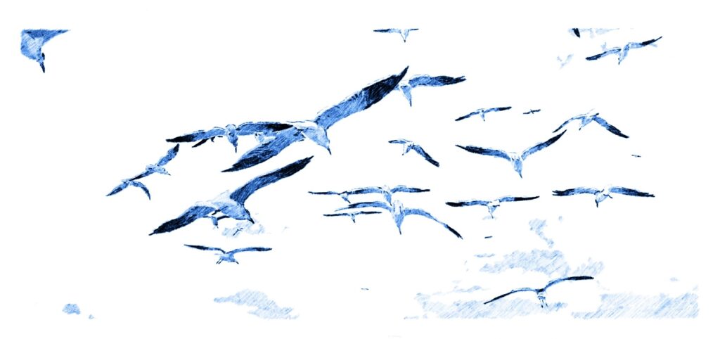 Handdrawn image of blue inked seagulls flying in the wind with white background