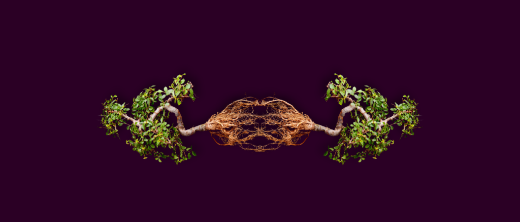 Eggplant background with two small trees suspended in air, laying horizontally, with roots touching each other.