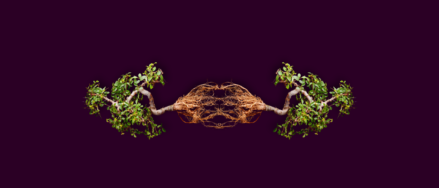 Eggplant background with two small trees suspended in air, laying horizontally, with roots touching each other.