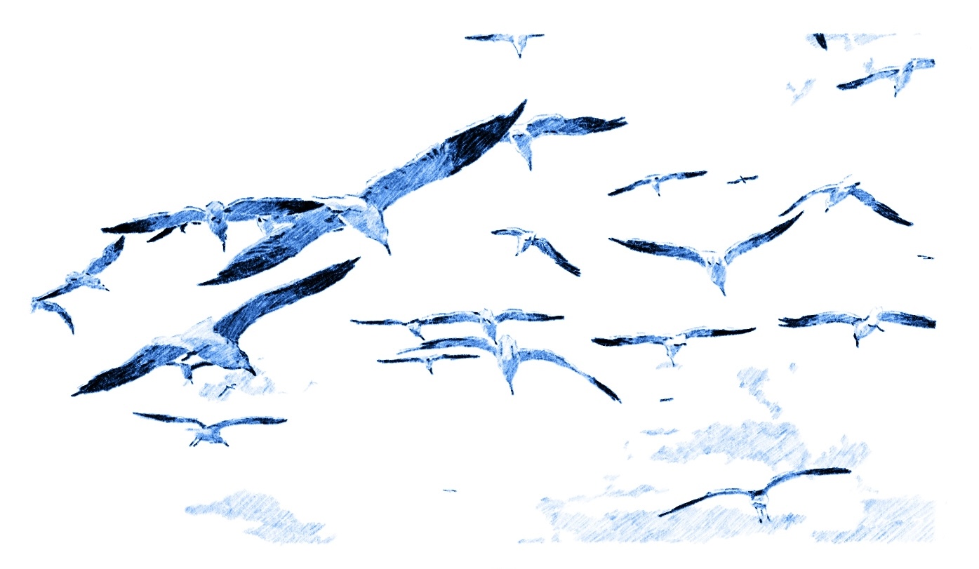 Handdrawn image of blue inked seagulls flying in the wind with white background