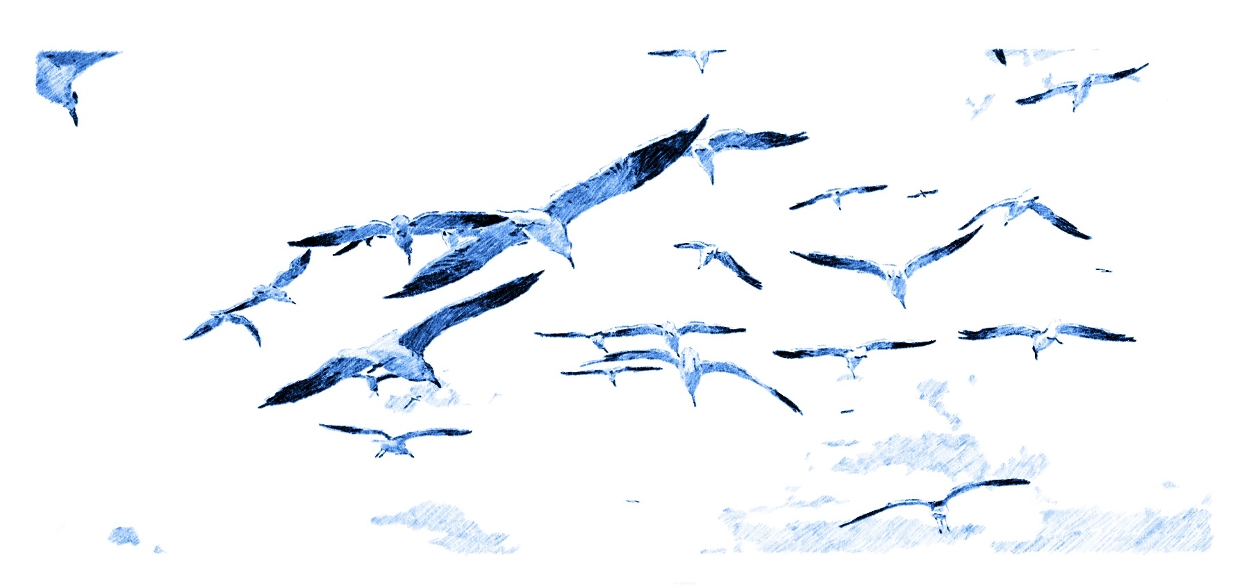 Handdrawn image of blue inked seagulls flying in the wind with white background